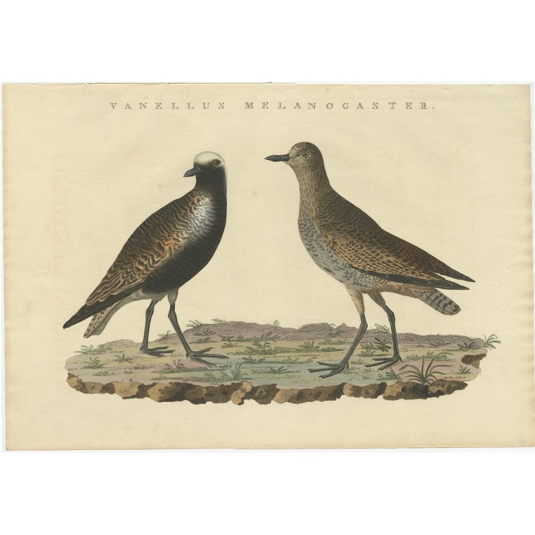 Grabado antiguo de aves del chorlito gris por Sepp & Nozeman, 1829