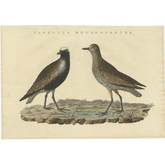 Antique Bird Print of the Grey Plover by Sepp & Nozeman, 1829