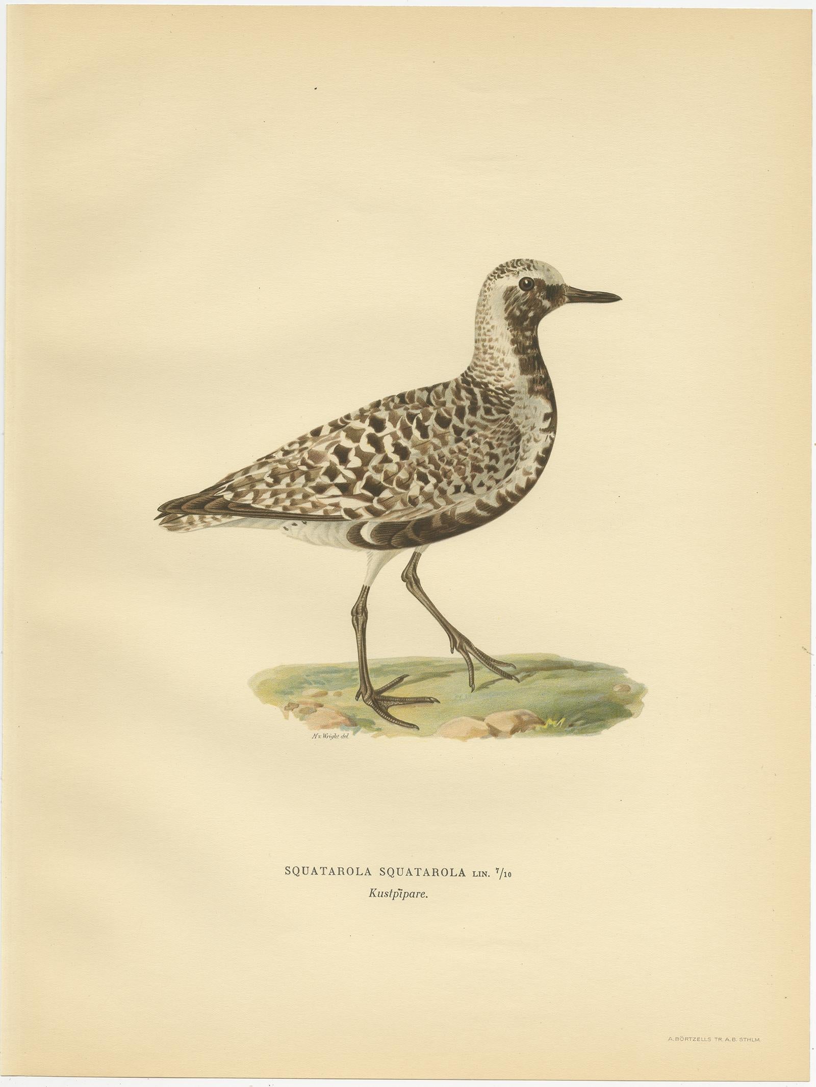 Gravure ancienne d'oiseau intitulée 'Squatarola Squatarola'. Ancienne gravure d'oiseau représentant le Pluvier gris. Cette estampe est tirée de 
