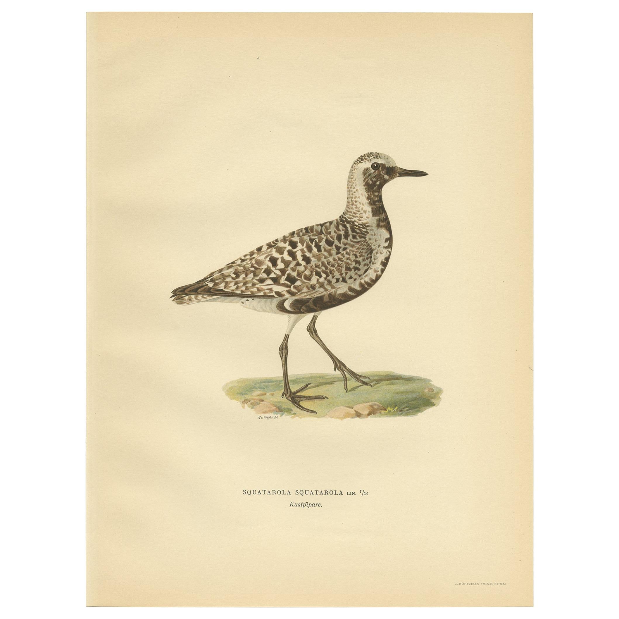 Antique Bird Print of the Grey Plover by Von Wright, 1929 For Sale