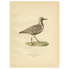 Vintage Bird Print of the Grey Plover by Von Wright, 1929