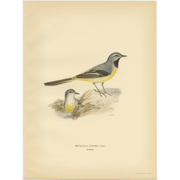 Antique Bird Print of the Grey Wagtail by Von Wright, 1927 For Sale