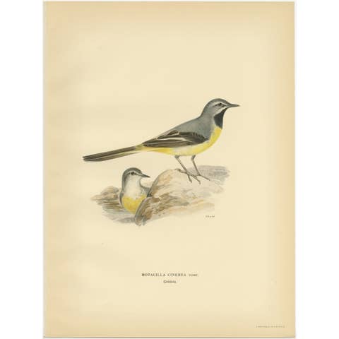 Antique Bird Print of the Grey Wagtail by Von Wright, 1927