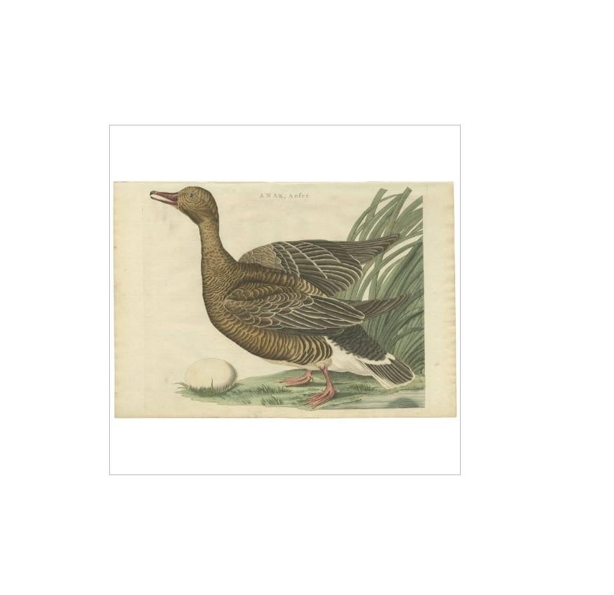 Antique print titled 'Anas, Anser'. The greylag goose (Anser anser) is a species of large goose in the waterfowl family Anatidae and the type species of the genus Anser. It has mottled and barred grey and white plumage and an orange beak and pink