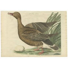 Antique Bird Print of the Greylag Goose by Sepp & Nozeman, 1797
