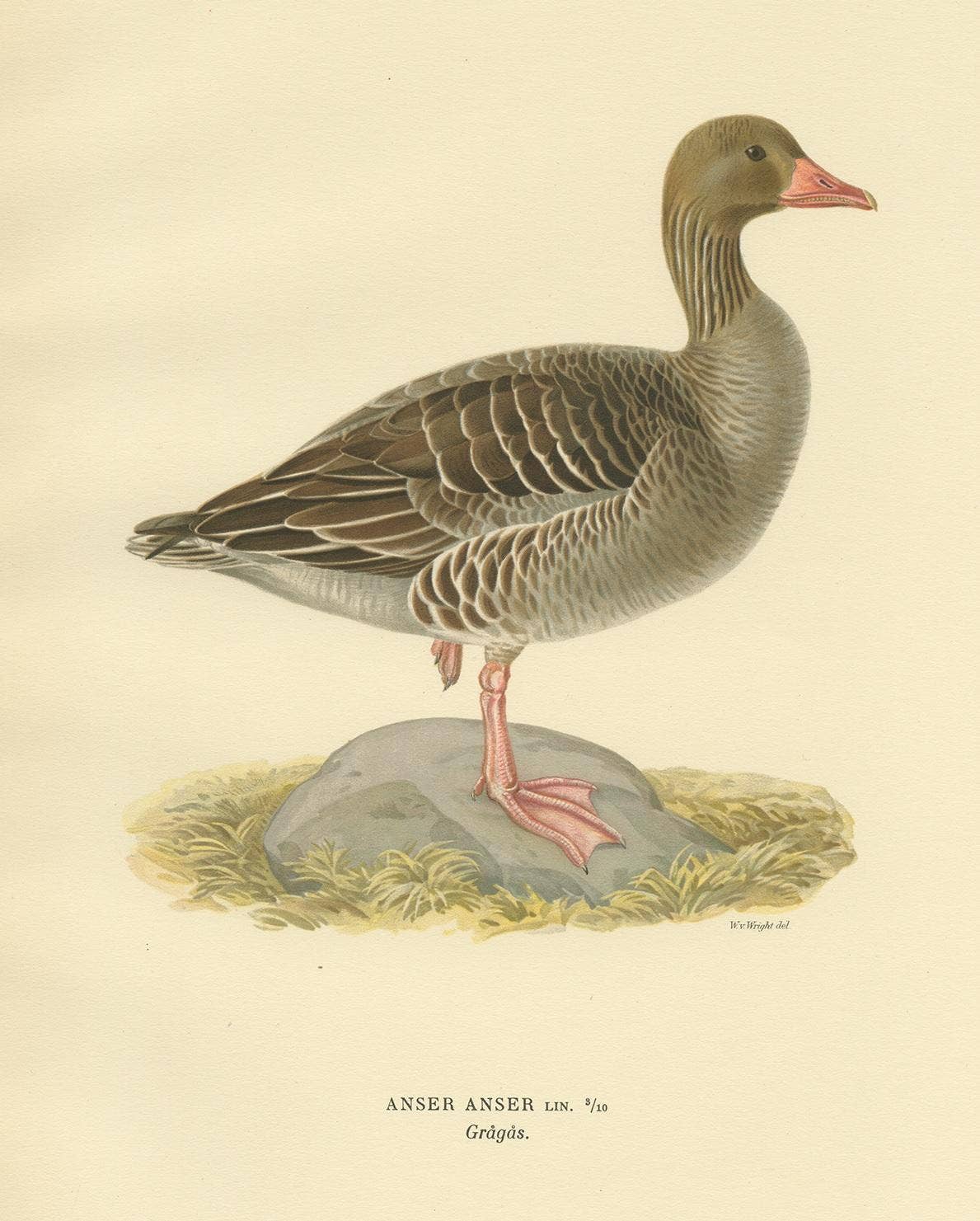 Antique Bird Print of the Greylag Goose by Von Wright, 1929