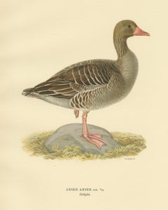 Antique Bird Print of the Greylag Goose by Von Wright, 1929