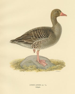 Antique Bird Print of the Greylag Goose by Von Wright, 1929, view 2