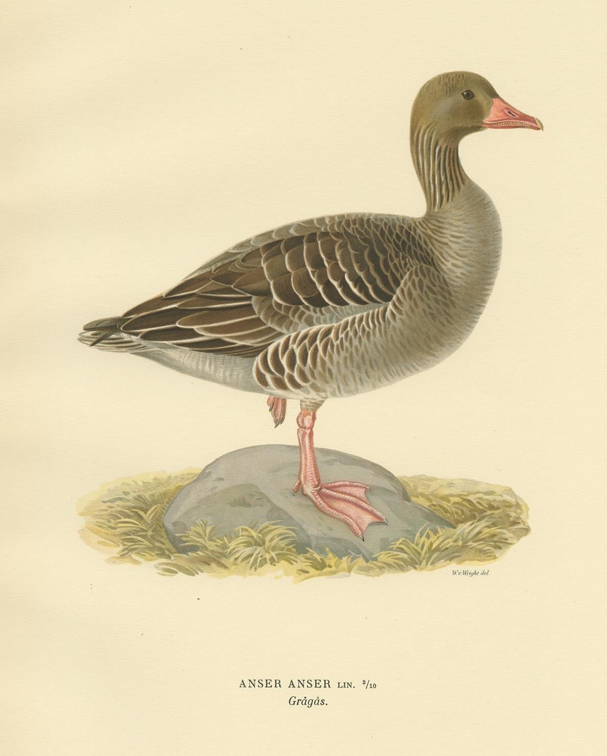 greylag goose for sale
