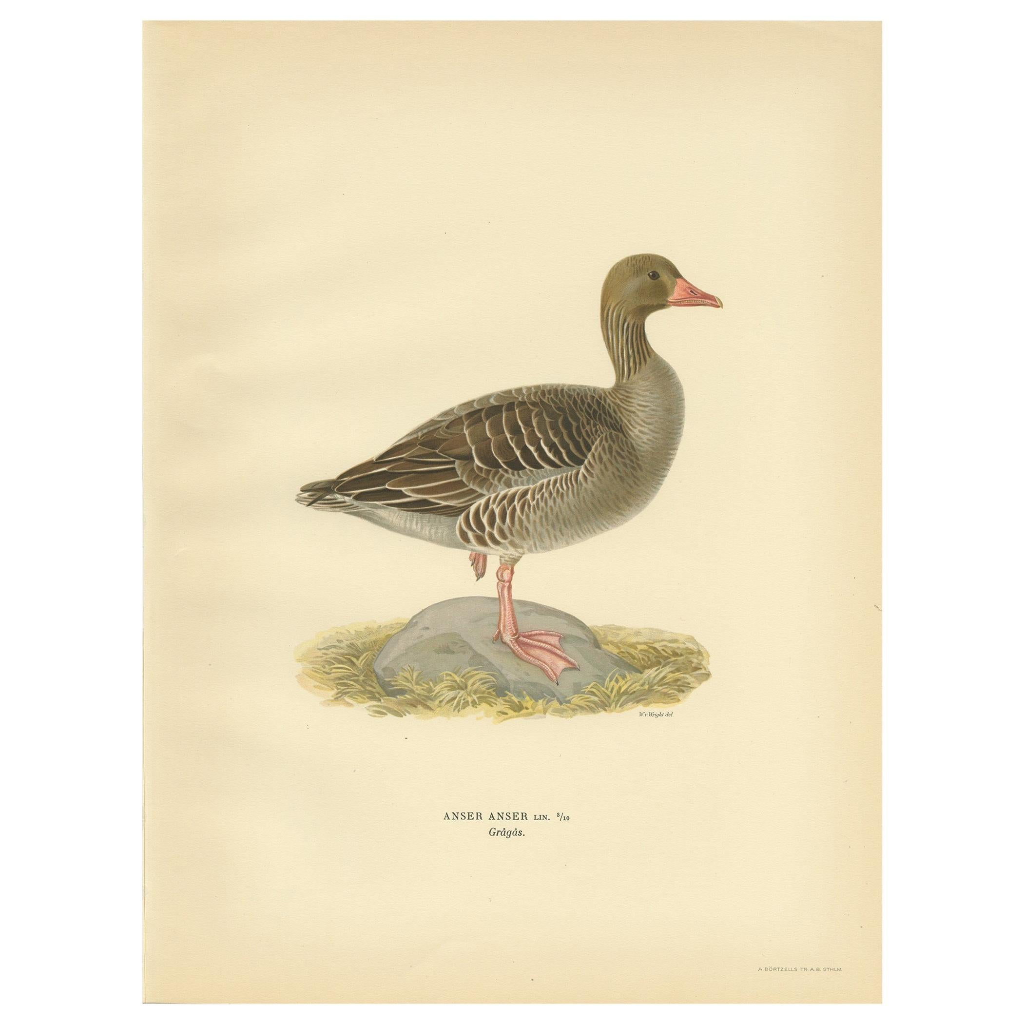 Antique Bird Print of the Greylag Goose by Von Wright, 1929 For Sale