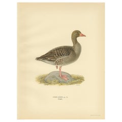 Antique Bird Print of the Greylag Goose by Von Wright, 1929