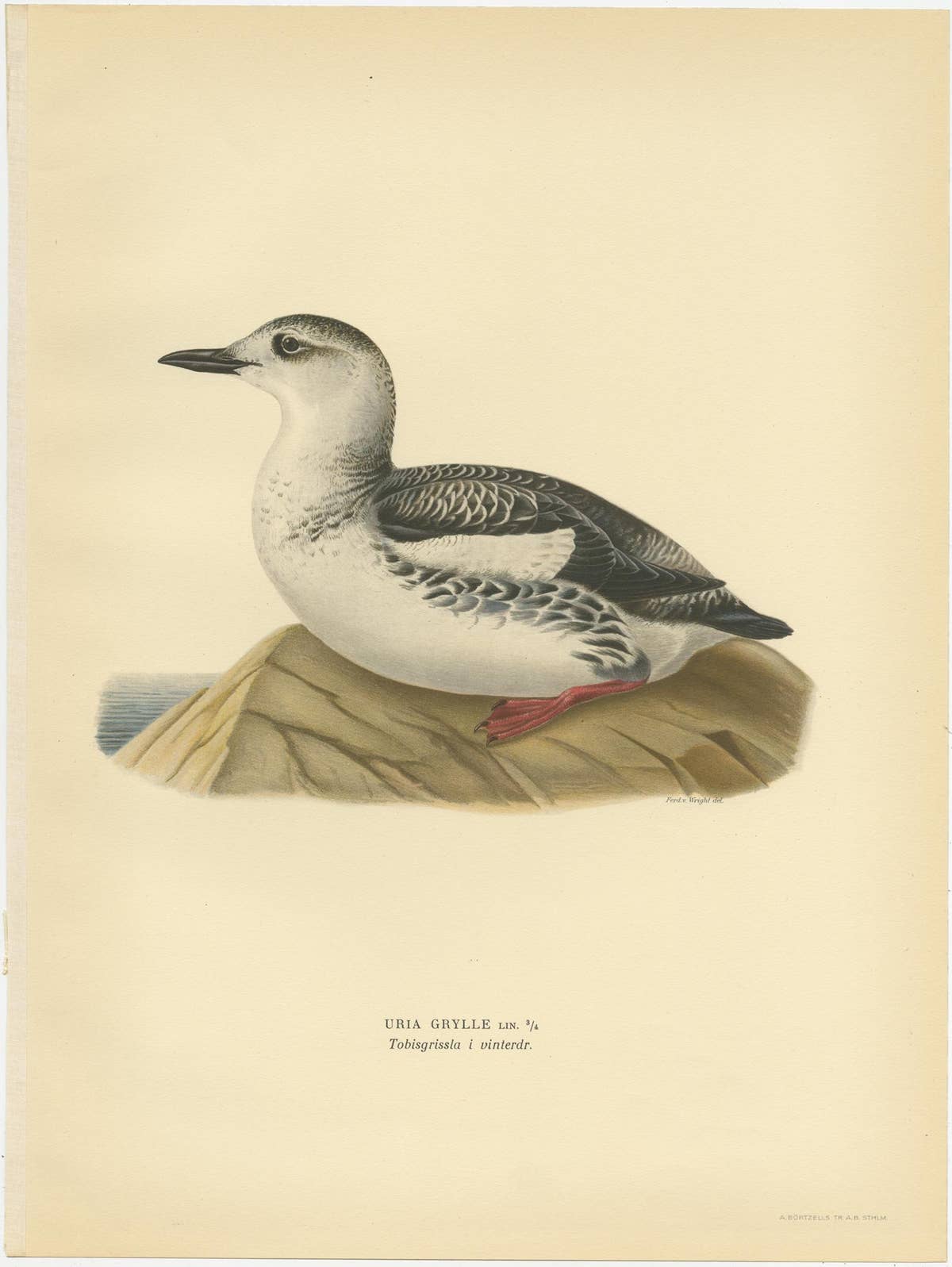 Antique Bird Print of the Guillemot 'Winter' by Von Wright '1929'