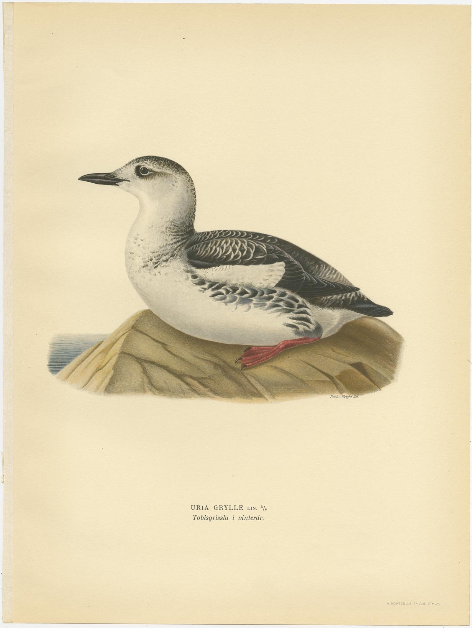 Antique Bird Print of the Guillemot 'Winter' by Von Wright '1929' In Good Condition For Sale In Langweer, NL