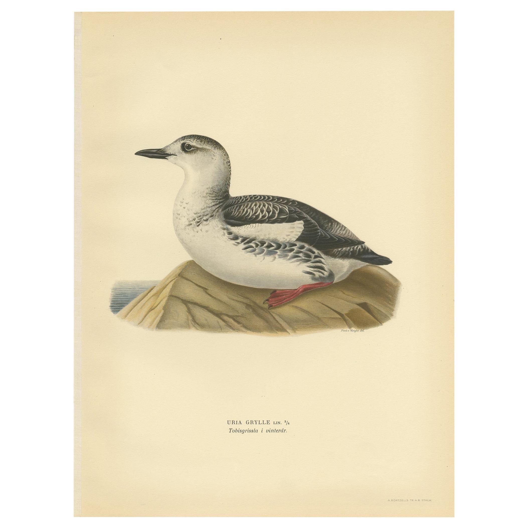 Antique Bird Print of the Guillemot 'Winter' by Von Wright '1929'