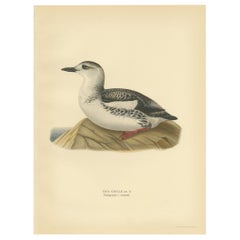 Antique Bird Print of the Guillemot 'Winter' by Von Wright '1929'