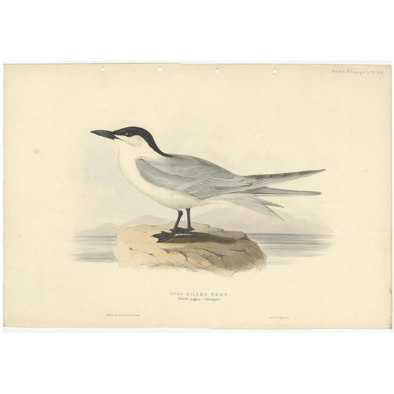 Antique Bird Print of the Gull-Billed Tern by Gould, 1832 For Sale