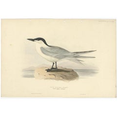 Impression ancienne d'oiseau du tern à Billed Gull-Billed par Gould, 1832