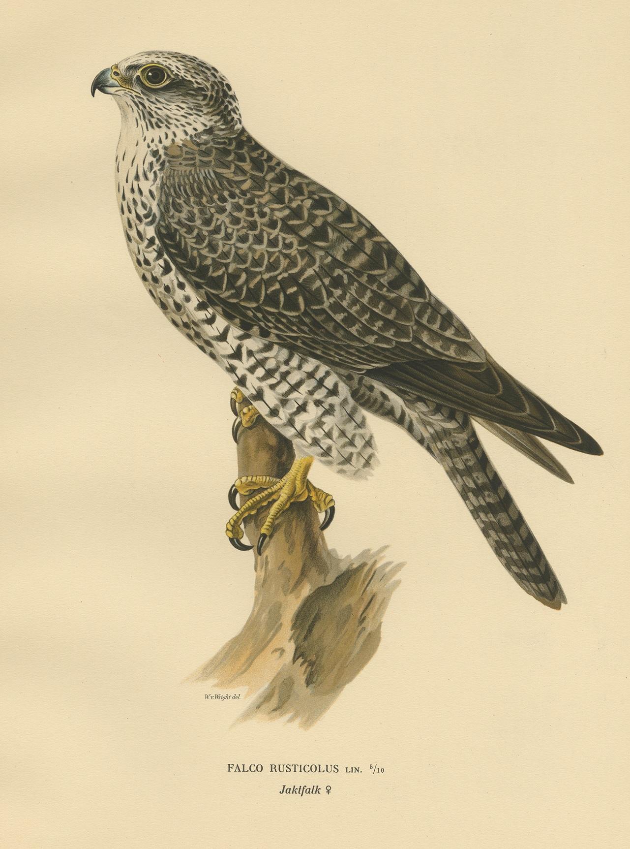 Antique bird print titled 'Falco Rusticolus'. Old bird print depicting the gyrfalcon. This print originates from 'Svenska Foglar Efter Naturen Och Pa Stenritade' by Magnus von Wright.