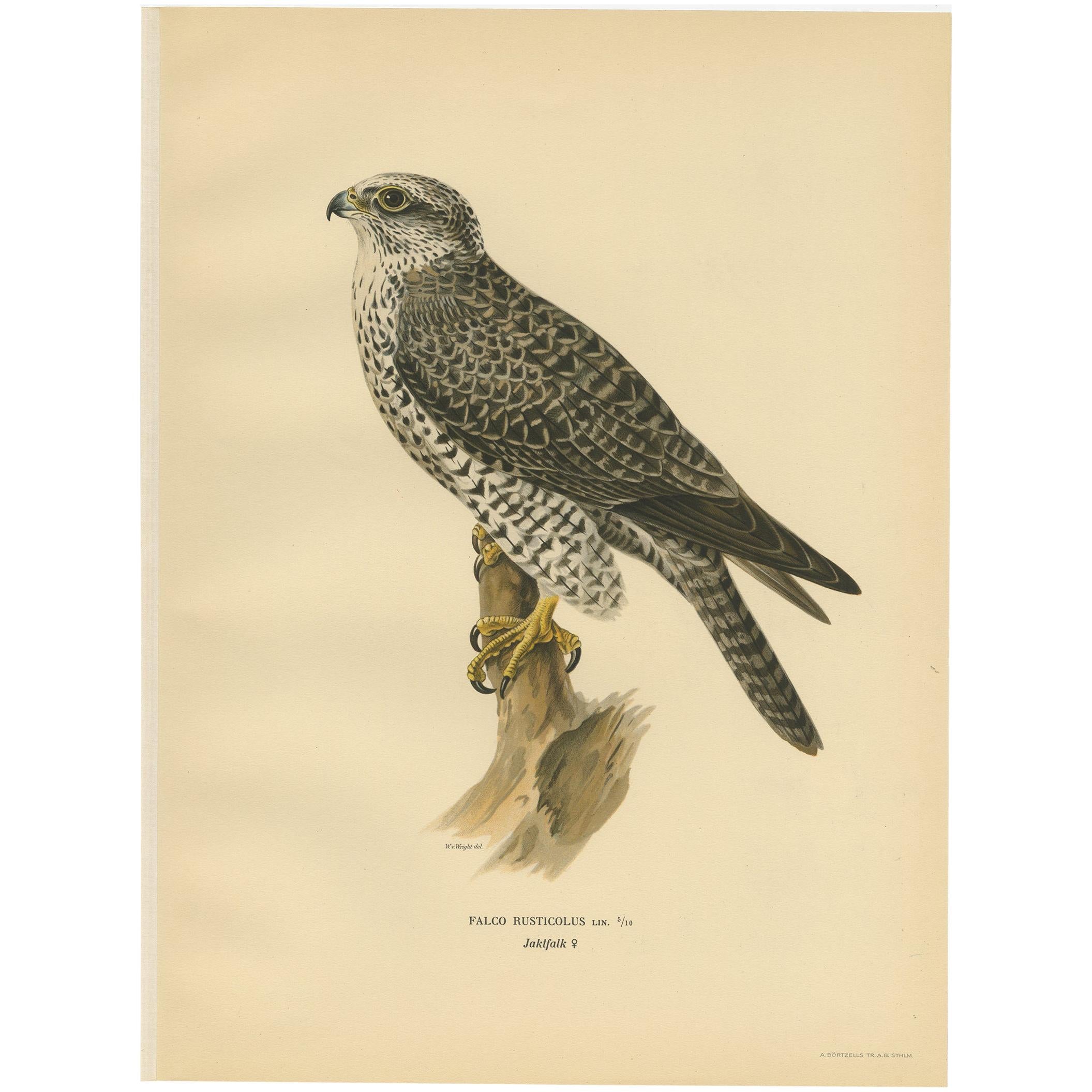 Antique Bird Print of the Gyrfalcon by Von Wright '1929'
