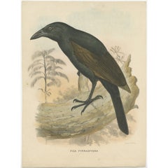 Antique Bird Print of the Halmahera Paradise-Crow by Schlegel, 1859