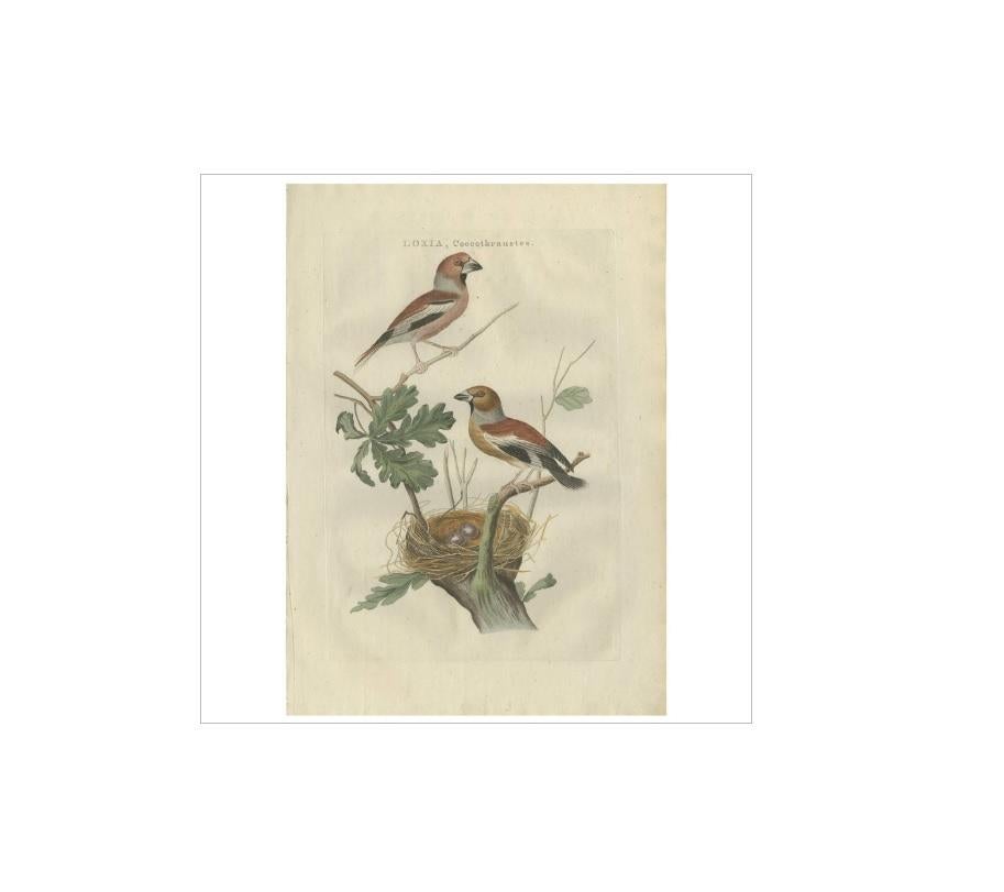 Antique Bird Print of the Hawfinch by Sepp & Nozeman, 1789 In Good Condition For Sale In Langweer, NL