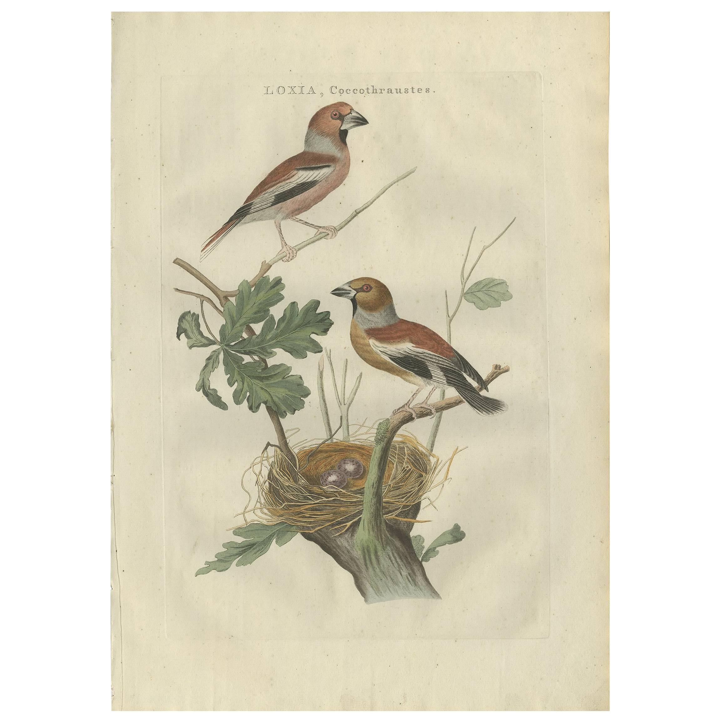 Impression ancienne d'oiseau du Hawfinch par Sepp & Nozeman, 1789