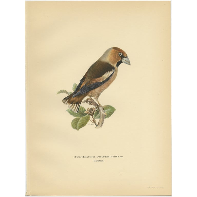 Antiker antiker Vogeldruck der Hawfinch von Von Wright, 1927