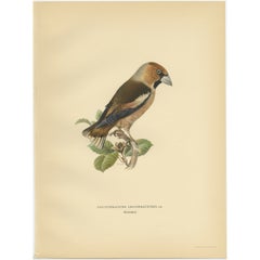 Vintage Bird Print of the Hawfinch by Von Wright, 1927