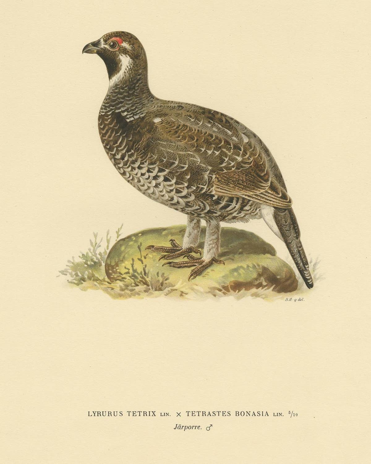 Antique Bird Print of the Hazel Grouse by Von Wright '1927'