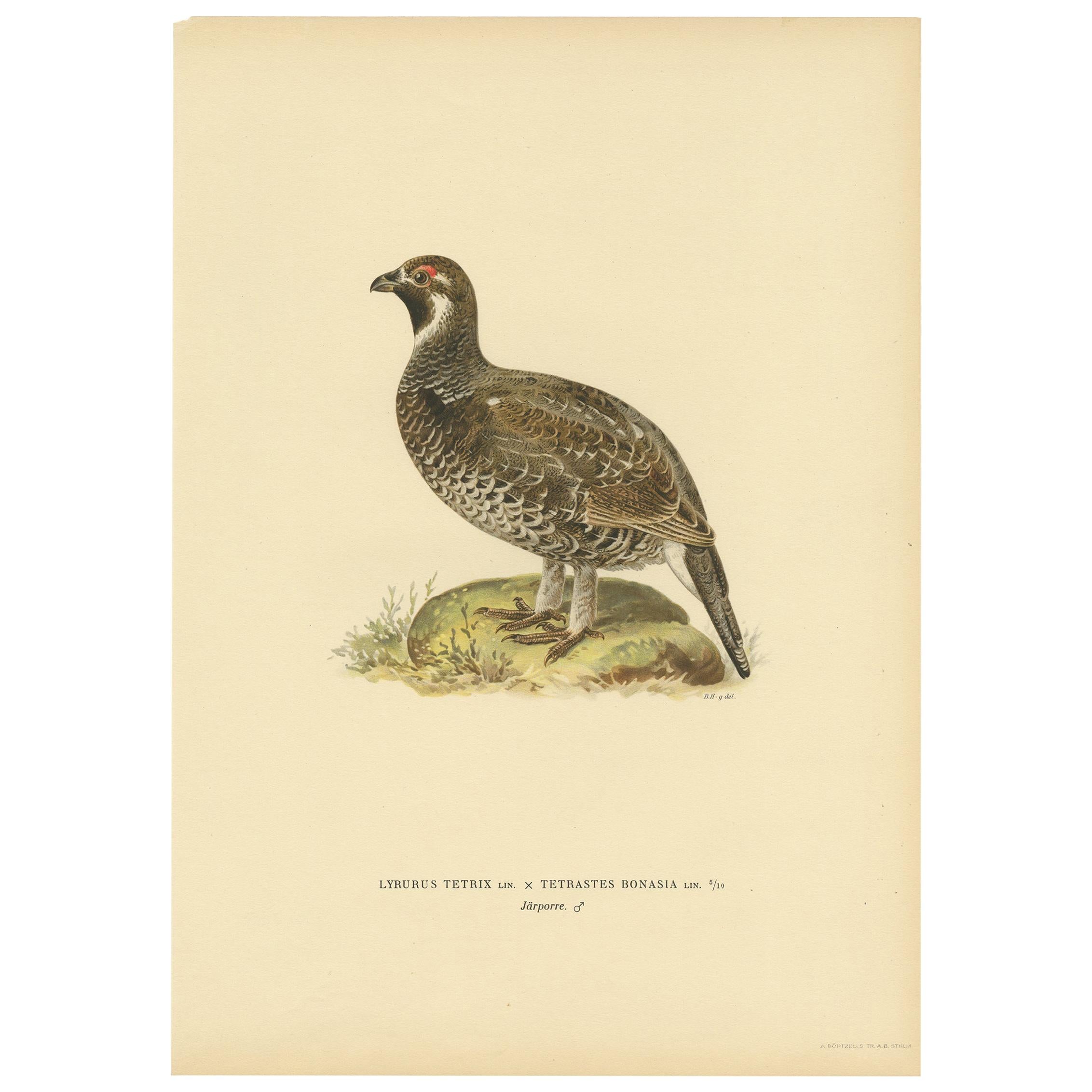 Antique Bird Print of the Hazel Grouse by Von Wright '1927' For Sale