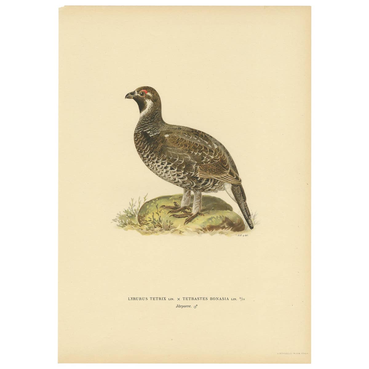 Antique Bird Print of the Hazel Grouse by Von Wright '1927'