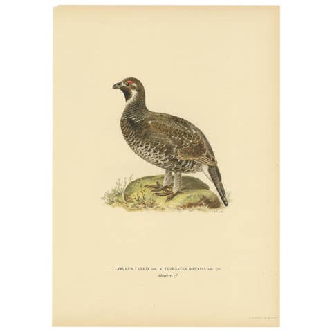 Antique Bird Print of the Hazel Grouse by Von Wright '1927'