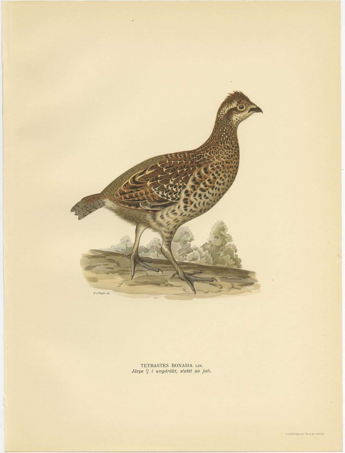 Vintage Bird Print of the Hazel Grouse 'Female' by Von Wright, 1929