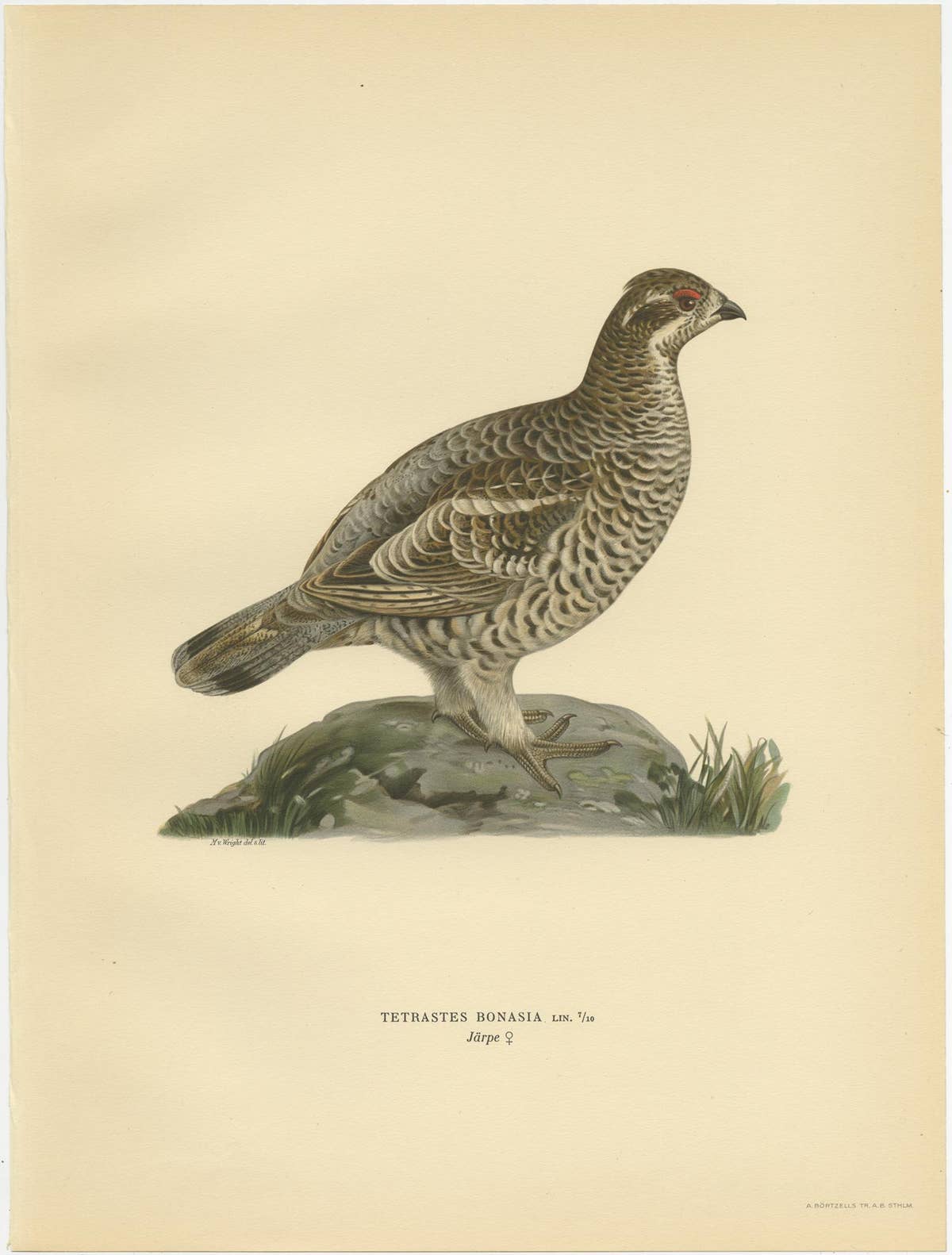 Antique Bird Print of the Hazel Grouse 'Female' by Von Wright '1929'