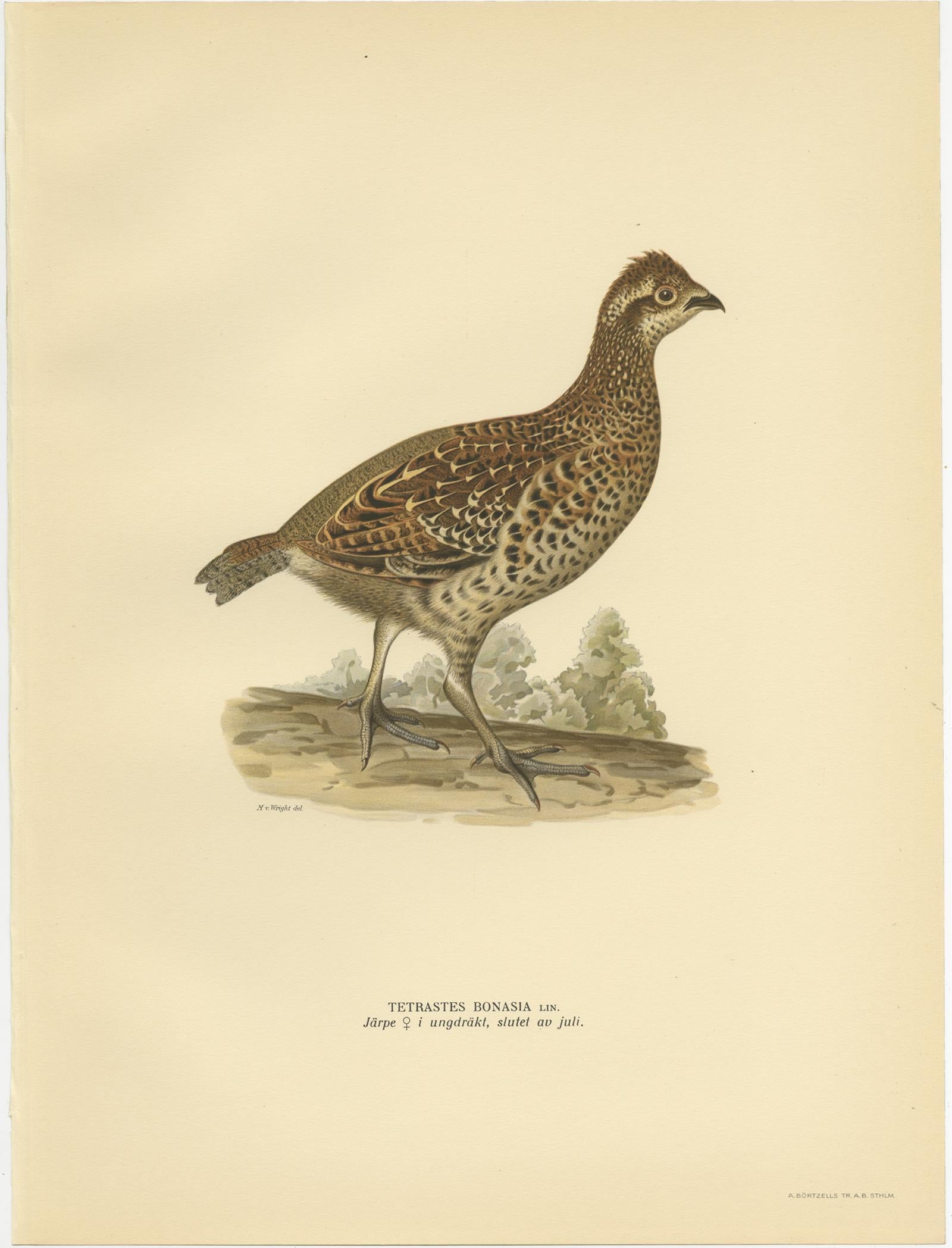 Antique Bird Print of the Hazel Grouse 'Female' by Von Wright '1929' In Good Condition For Sale In Langweer, NL