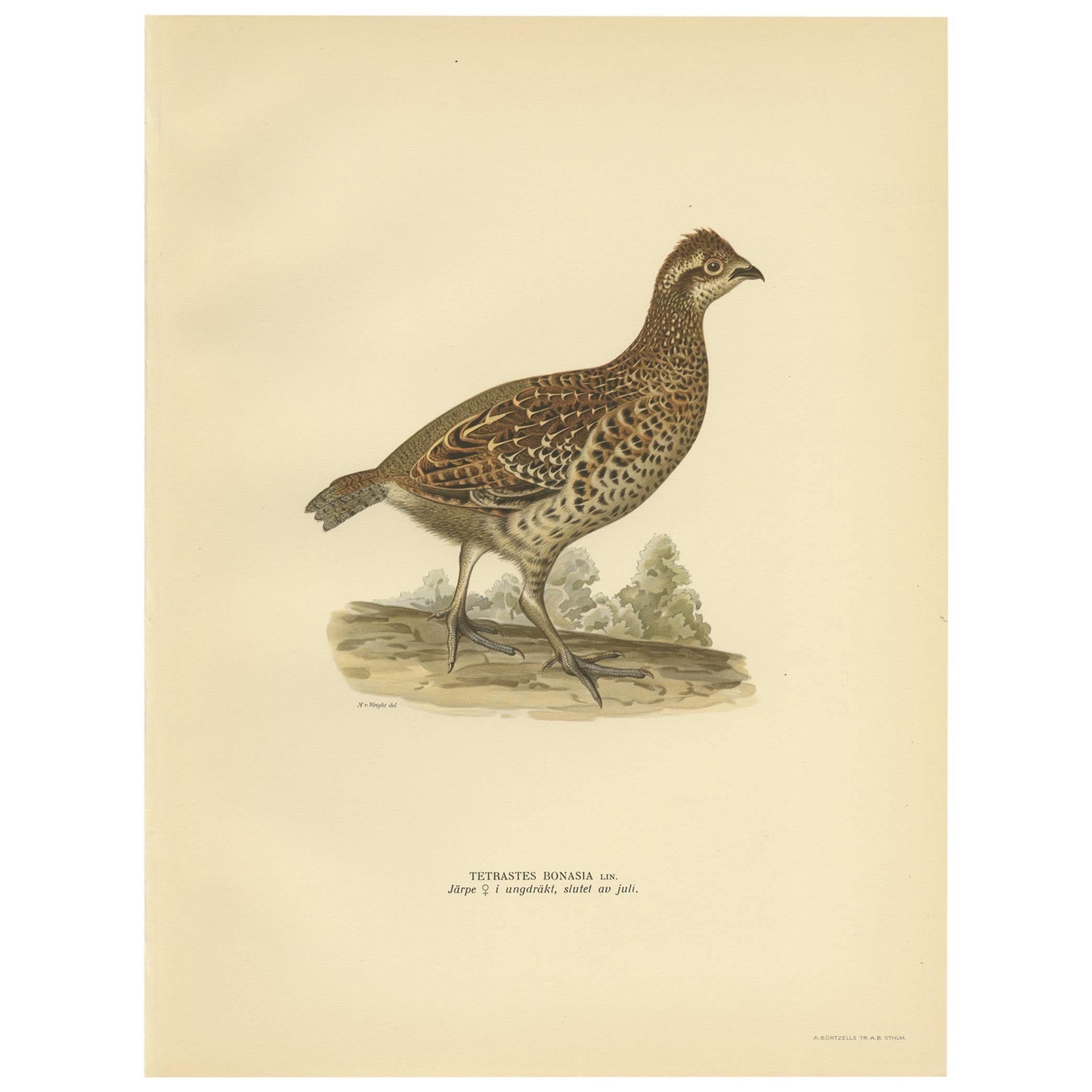 Grabado antiguo de aves del urogallo avellano 'Hembra' por Von Wright '1929'