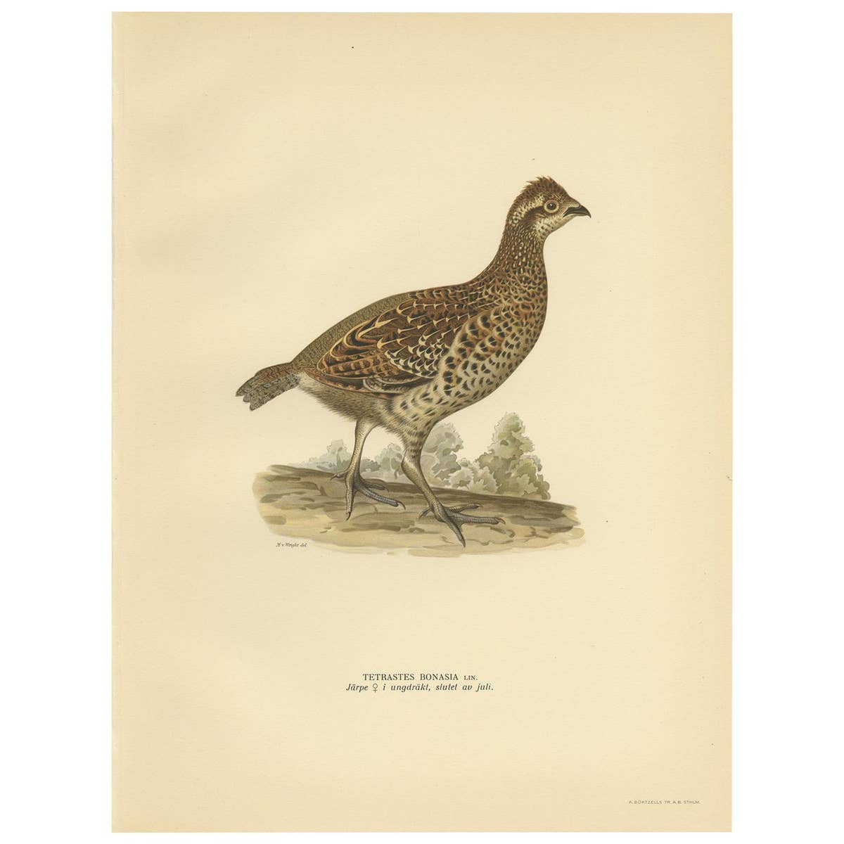 Vintage Bird Print of the Hazel Grouse 'Female' by Von Wright, 1929