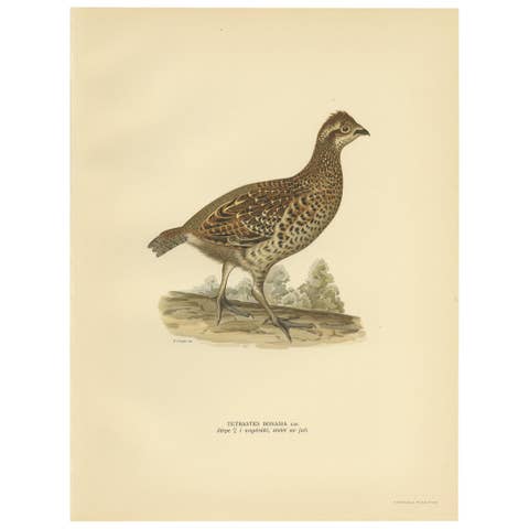 Vintage Bird Print of the Hazel Grouse 'Female' by Von Wright, 1929