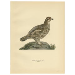 Antique Bird Print of the Hazel Grouse 'Female' by Von Wright '1929'