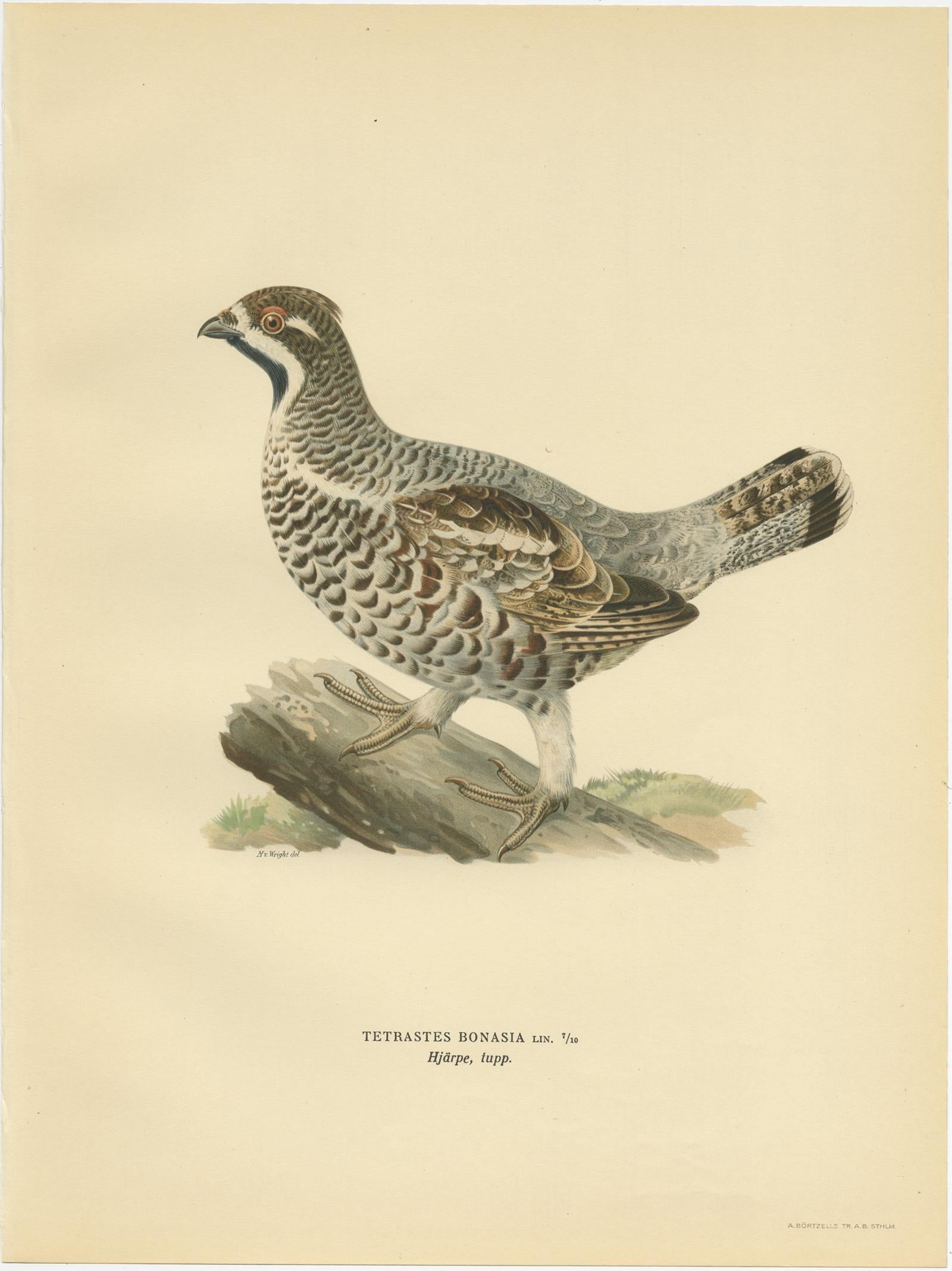 Antique bird print titled 'Tetrastes Bonasia'. Old bird print depicting the hazel grouse (Male). This print originates from 'Svenska Foglar Efter Naturen Och Pa Stenritade' by Magnus von Wright.