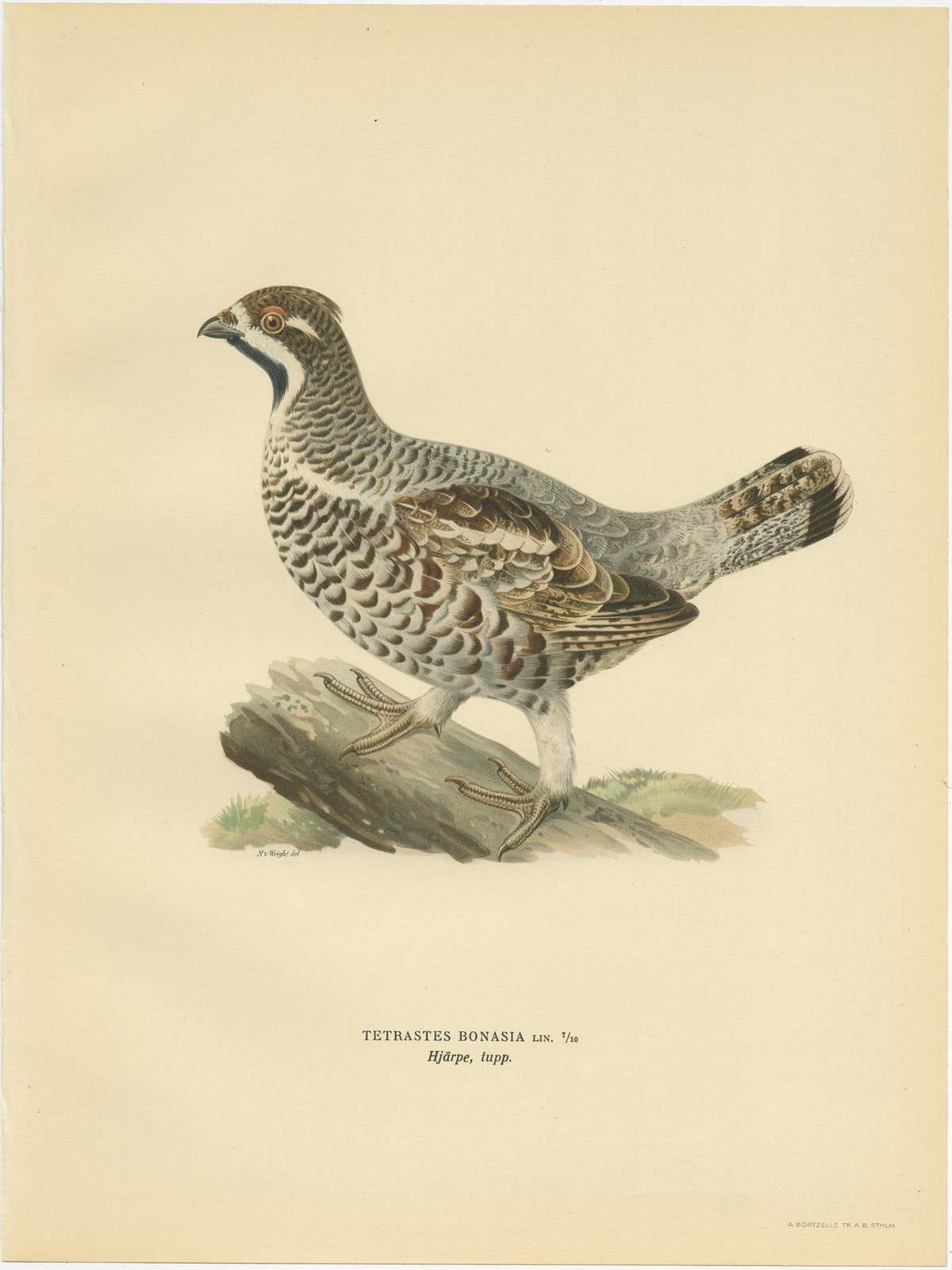 Antique Bird Print of the Hazel Grouse 'Male' by Von Wright, 1929