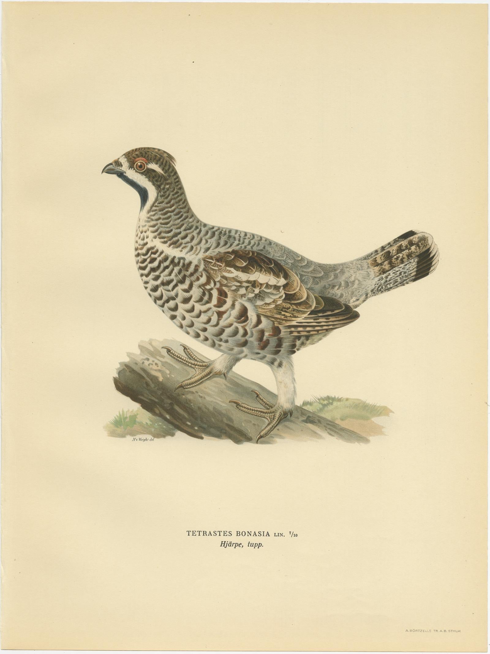 Antique Bird Print of the Hazel Grouse 'Male' by Von Wright, 1929 In Good Condition For Sale In Langweer, NL