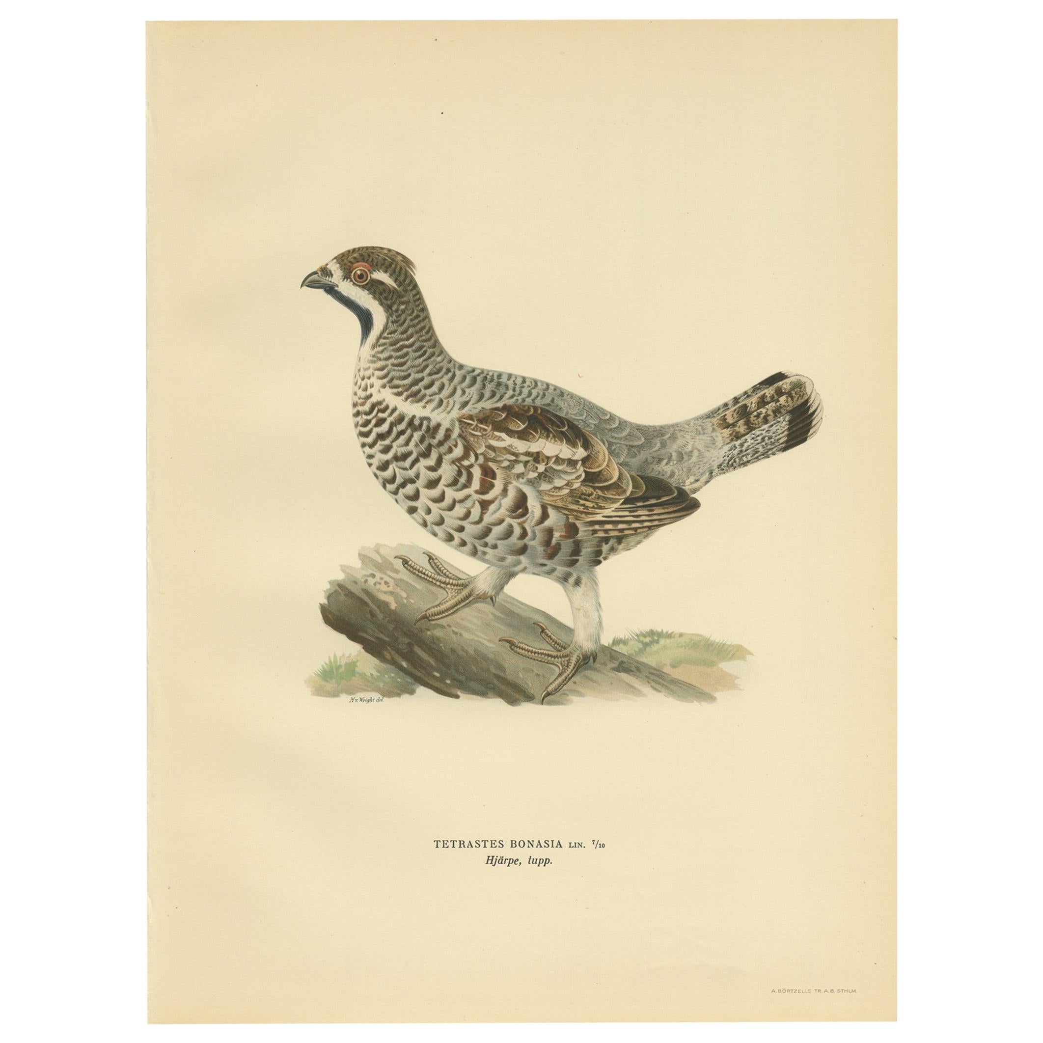 Antique Bird Print of the Hazel Grouse 'Male' by Von Wright, 1929 For Sale