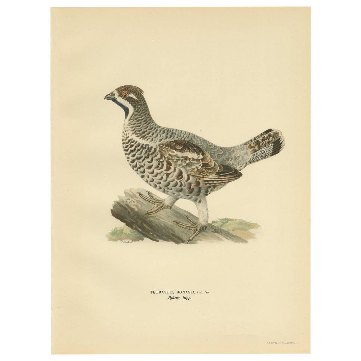 Antique Bird Print of the Hazel Grouse 'Male' by Von Wright, 1929