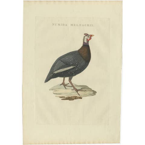 Numida Meleagris – Antique Helmeted Guineafowl Print by Nozeman & Sepp, 1829