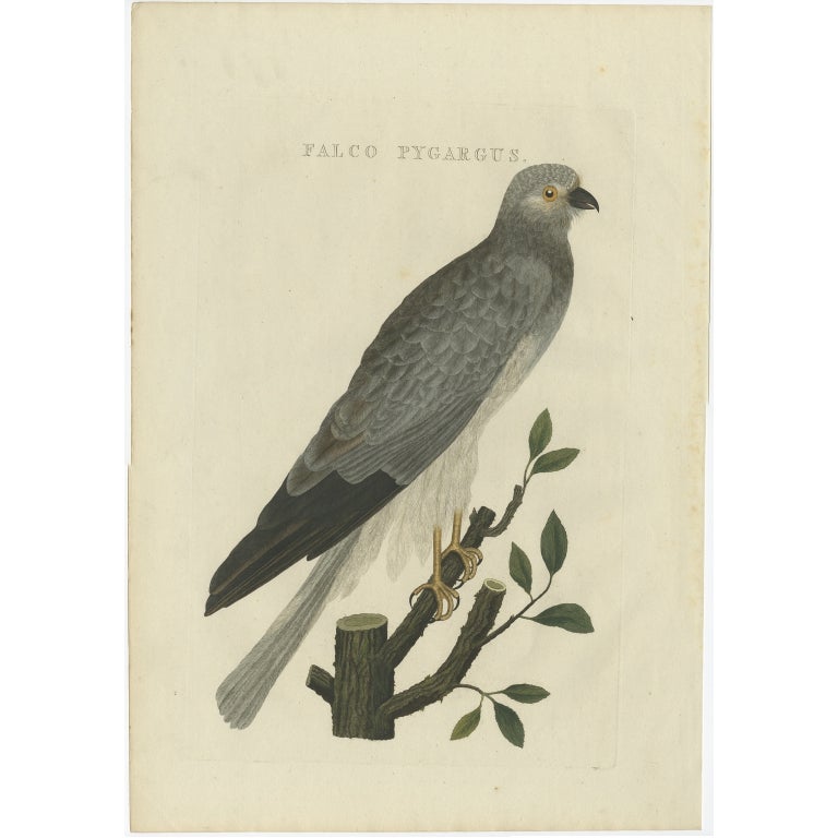 Antique Bird Print of the Hen Harrier by Sepp & Nozeman, 1809