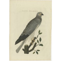 Impression ancienne d'oiseau de la Hen Harrier par Sepp & Nozeman, 1809