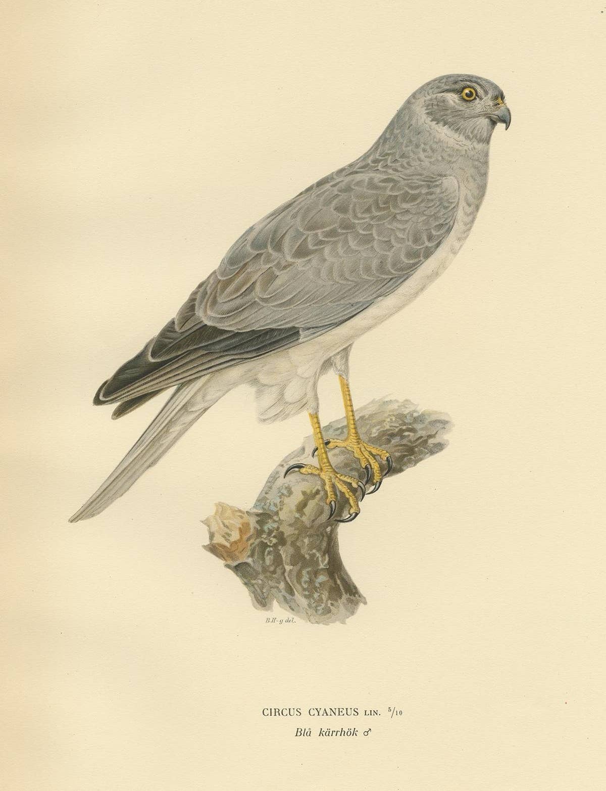 Antique Bird Print of the Hen Harrier by Von Wright '1929'