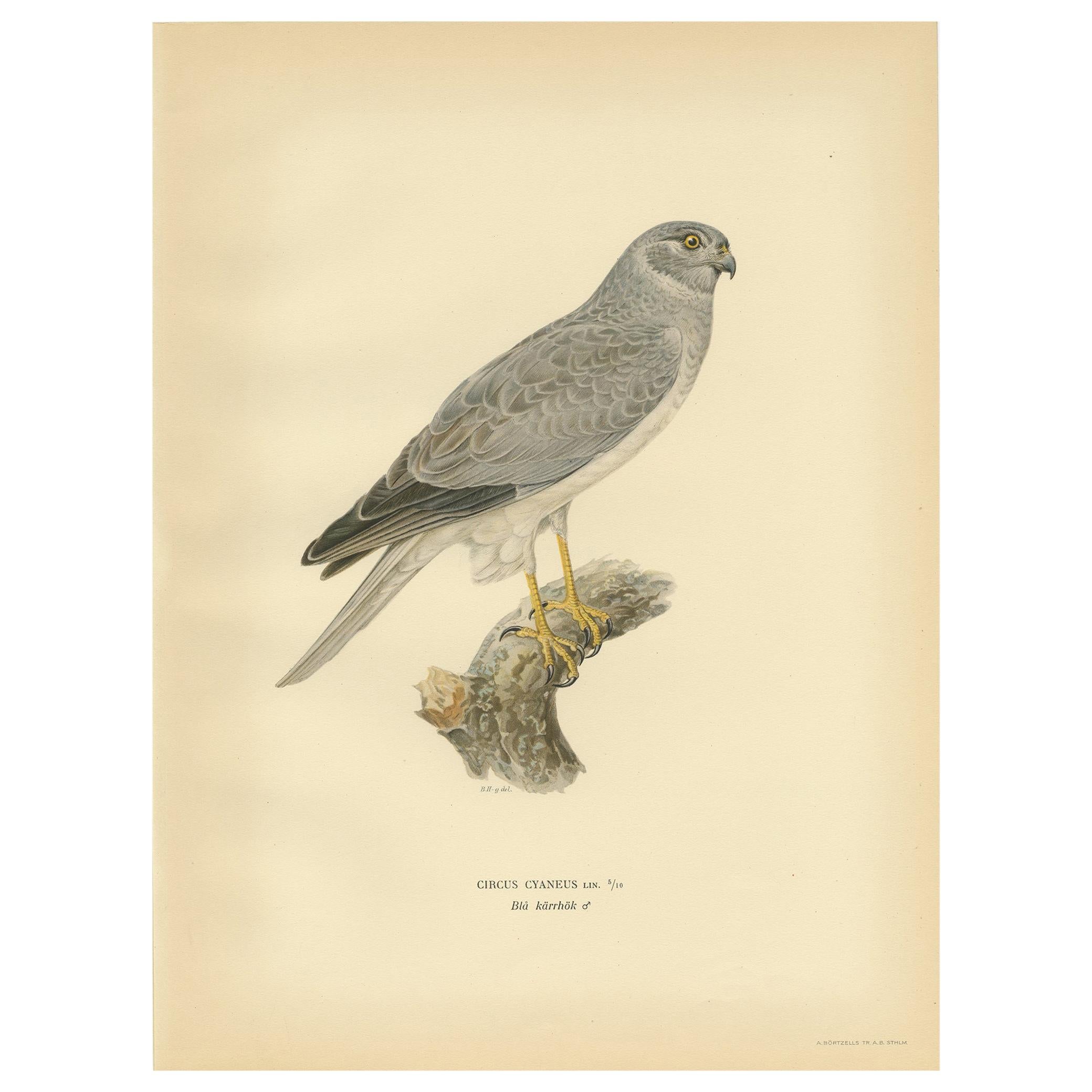 Antique Bird Print of the Hen Harrier by Von Wright '1929' For Sale
