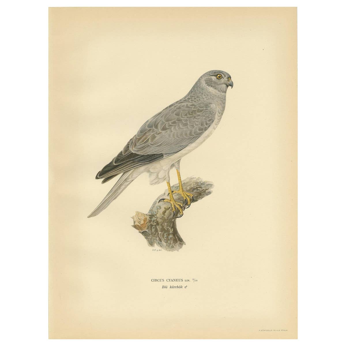 Antique Bird Print of the Hen Harrier by Von Wright '1929'